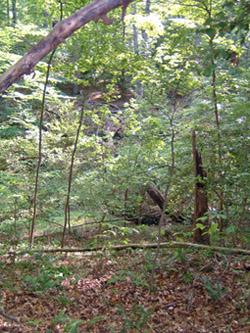 A serene forest scene featuring lush green trees and foliage, with sunlight filtering through the leaves. The forest floor is covered in fallen leaves, and there are small branches and tree trunks visible throughout the landscape. New Quarter Park mountain bike trail.