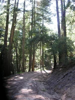 A sunlit dirt path winding through a dense forest, surrounded by tall trees and lush greenery. The light filters through the leaves, casting shadows on the ground. Gazos Creek / Middle Ridge mountain bike trail.