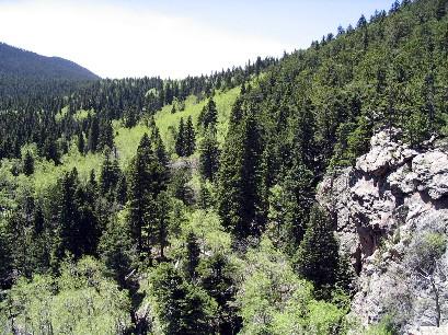 A scenic view of a lush green forest with dense evergreens, sloping hills, and rocky outcrops under a clear blue sky. The landscape showcases a variety of trees and vibrant greenery, highlighting the natural beauty of the area. Cisneros / Snowslide mountain bike trail.