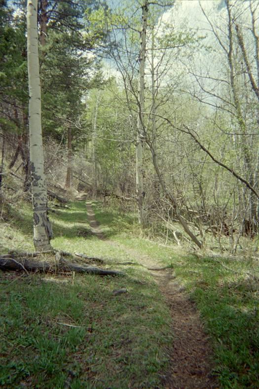 A narrow dirt trail winding through a wooded area, bordered by tall, slender trees and patches of green grass. The scene captures a peaceful, natural setting with a mix of leafy and bare branches under a partly cloudy sky. Dadd Gulch mountain bike trail.