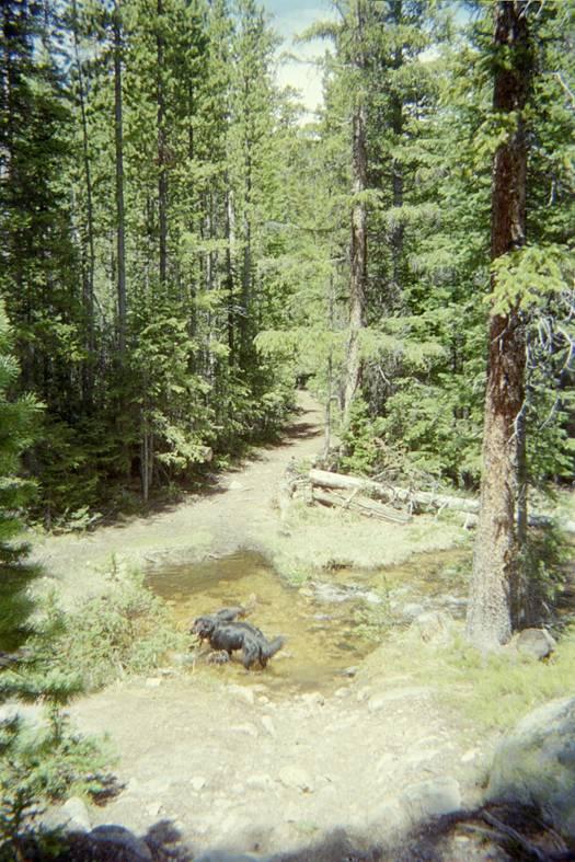 A serene forest scene featuring a dirt path winding through tall green trees. A small creek runs along the path, with a dog playing in the water. Sunlight filters through the foliage, creating a peaceful outdoor atmosphere. Killpecker mountain bike trail.