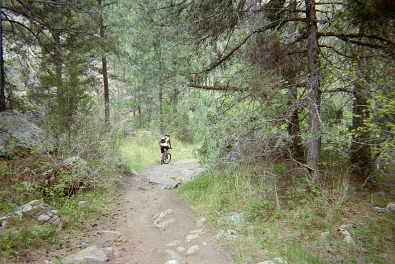 A mountain biker navigating a rocky trail surrounded by lush green trees and foliage in a forested area. Young Gulch mountain bike trail.