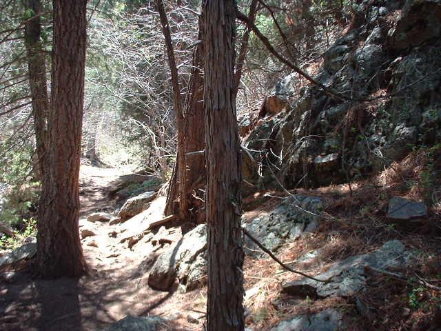 A narrow dirt path winding through a forest, lined with tall trees and rocky outcrops. Sunlight filters through the branches, creating a natural, serene environment. Young Gulch mountain bike trail.