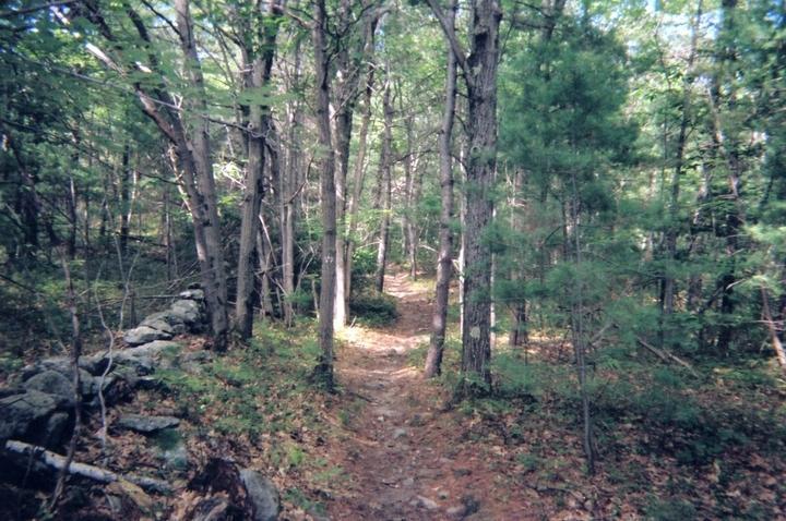 A narrow dirt path winds through a dense forest, flanked by tall trees and a stone wall on one side. Sunlight filters through the leaves, creating a serene and natural atmosphere. The ground is covered with fallen leaves and greenery, indicating a peaceful woodland setting. Leominster State Forest mountain bike trail.