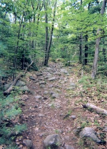 A rocky trail winding through a lush green forest, surrounded by trees with vibrant leaves and scattered rocks along the pathway. Leominster State Forest mountain bike trail.