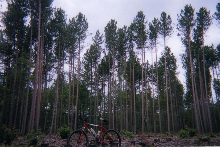 A red mountain bike stands on a forest floor surrounded by tall, straight pine trees under a cloudy sky. The scene captures the tranquility of nature, emphasizing the lush greenery and the impressive height of the trees. Leominster State Forest mountain bike trail.