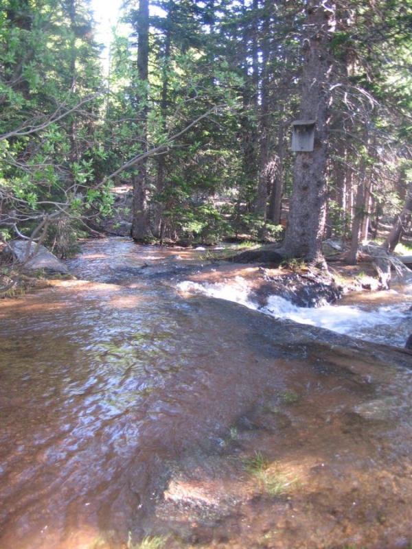 A serene forest scene featuring a gently flowing creek surrounded by tall trees. Sunlight filters through the leaves, casting dappled shadows on the water. A birdhouse is mounted on a tree trunk, adding to the natural ambiance of the landscape. Elk Park Trail mountain bike trail.
