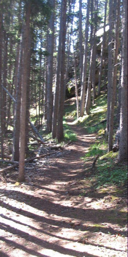 A narrow dirt path winding through a forest of tall trees, with sunlight filtering through the branches, creating a dappled light effect on the ground. The trail is surrounded by greenery and patches of moss, leading deeper into the woods. Elk Park Trail mountain bike trail.
