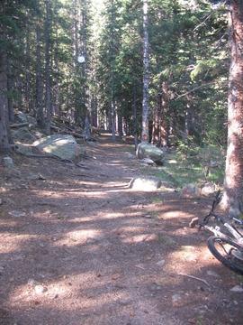 A dirt path winding through a forest of tall trees, with sunlight filtering through the branches. Large rocks are scattered along the trail, and a bicycle is leaning against a tree on the right side of the image. Elk Park Trail mountain bike trail.