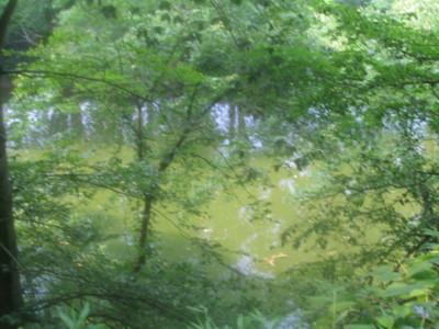 A serene view of a pond surrounded by lush green trees and foliage, reflecting the vibrant greenery above. The water appears calm, with hints of aquatic vegetation visible along the surface. Knights Path mountain bike trail.