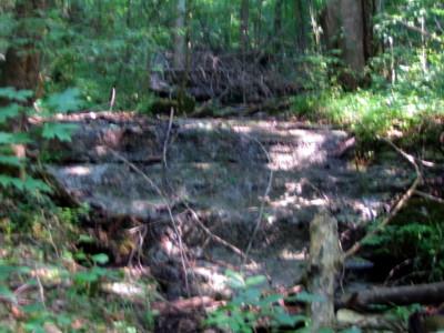 A forested area with a muddy patch on the ground, surrounded by green foliage and fallen branches in a natural setting. Knights Path mountain bike trail.