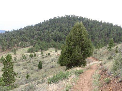 A winding dirt path leading through a landscape of rolling hills and scattered coniferous trees, with a forested hill rising in the background under a gray sky. Centennial Cone Park mountain bike trail.