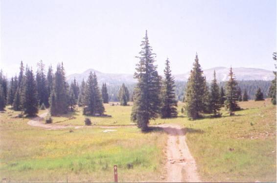 A scenic view of a dirt road winding through a grassy meadow surrounded by tall evergreen trees, with mountains visible in the background under a clear blue sky. Quealy Lake Loop mountain bike trail.