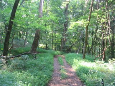 A peaceful pathway winding through a lush green forest, surrounded by tall trees and vibrant foliage, with dappled sunlight filtering through the leaves. Knights Path mountain bike trail.