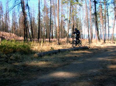 A cyclist riding a mountain bike over a fallen log on a trail surrounded by tall, scorched trees in a forest. The ground is covered with brown dirt and sparse vegetation under a clear blue sky. Crawford mountain bike trail.