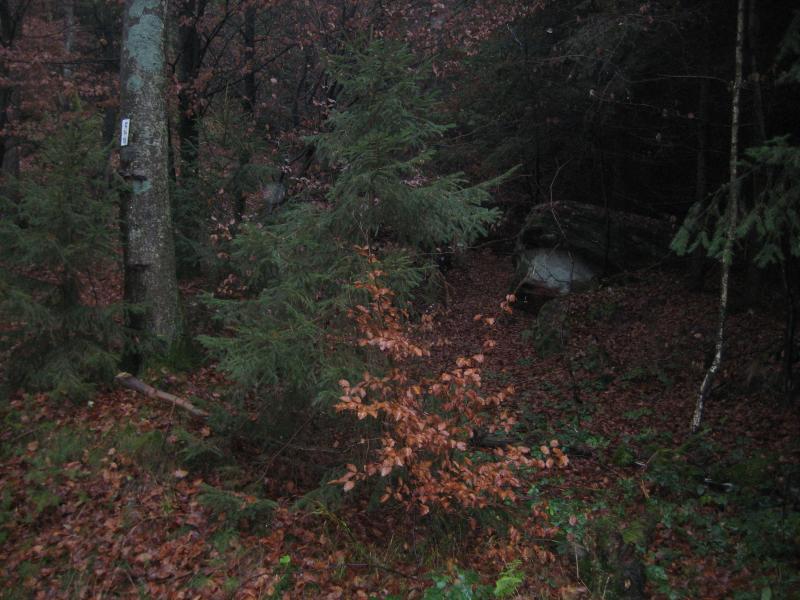 A dense forest scene featuring a mix of coniferous and deciduous trees with scattered orange and brown leaves on the ground. A large rock can be seen partially obscured by foliage in the background, under overcast conditions. A numbered label is visible on one of the trees. Waldfischbach-burgalben mountain bike trail.