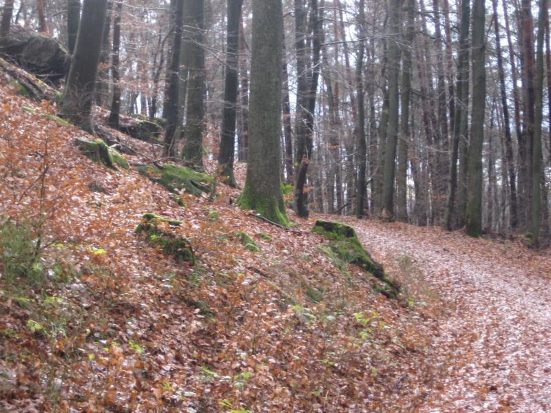 A tranquil forest scene featuring tall trees with sparse leaves, a carpet of orange and brown fallen leaves on the forest floor, and a winding dirt path leading through the woods. The hillside is dotted with rocks and greenery, creating a serene atmosphere. Waldfischbach-burgalben mountain bike trail.