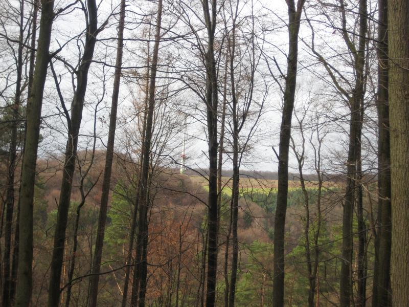A view through bare trees towards a distant landscape, featuring a communications tower and rolling hills. The scene is set in a forest with a mix of brown and green foliage, suggesting early spring or late autumn. The sky is overcast, adding a muted tone to the overall atmosphere. Waldfischbach-burgalben mountain bike trail.