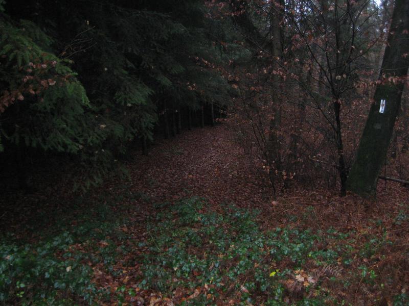 A dark, wooded path covered with fallen leaves, bordered by dense trees and underbrush. The scene captures a sense of calmness and depth within a forested area, with soft light filtering through the branches. Waldfischbach-burgalben mountain bike trail.