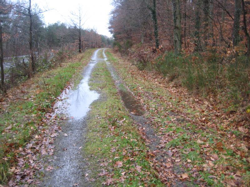 A muddy dirt path winding through a forested area, with puddles reflecting the overcast sky. Fallen leaves cover the ground, and bare trees line the sides of the path, indicating a late autumn scene. Waldfischbach-burgalben mountain bike trail.