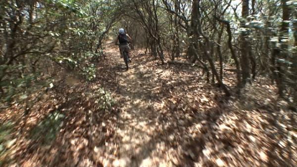 A cyclist riding down a narrow, leaf-covered trail surrounded by dense vegetation and trees, capturing a sense of adventure in a natural setting. Black Mountain mountain bike trail.
