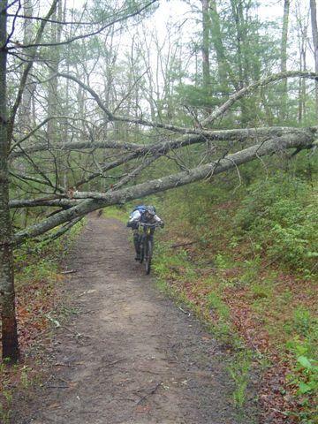 A mountain biker navigating a dirt trail obstructed by a fallen tree branch, surrounded by lush green foliage and misty conditions. Black Mountain mountain bike trail.