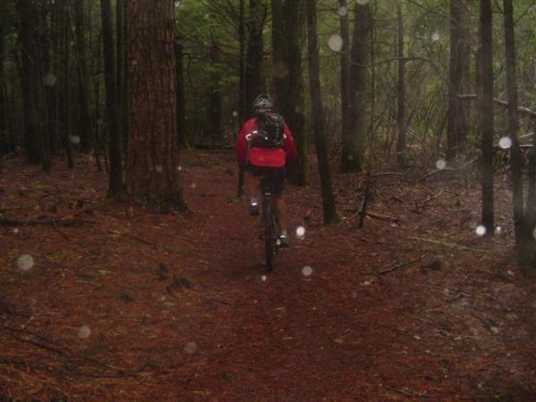A mountain biker riding along a wet forest trail, surrounded by tall trees and a ground covered in pine needles, with light rain or mist creating a moody atmosphere. The biker is wearing a red jacket and a helmet, emphasizing an adventurous spirit in nature. Black Mountain mountain bike trail.