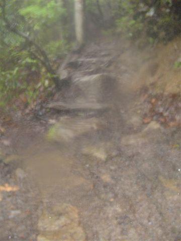 A blurred image of a rocky path leading up a steep trail, surrounded by dense greenery, suggesting a misty or rainy environment. The ground appears wet, indicating recent rainfall. Black Mountain mountain bike trail.