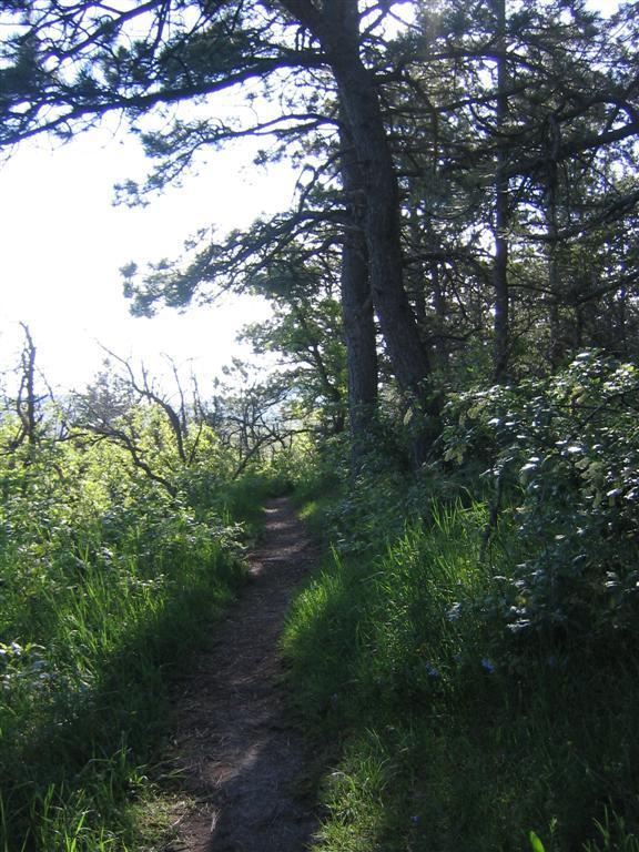 A narrow dirt path winding through a lush forest, flanked by tall grass and green foliage. Sunlight filters through the trees, creating a tranquil and inviting atmosphere in the woodland setting. Spruce Mountain Trail Upper Loop mountain bike trail.