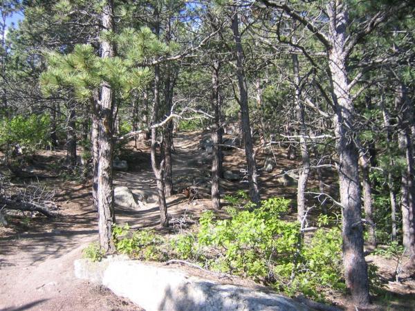 A wooded trail winding through tall pine trees with patches of green underbrush, sunlight filtering through the branches. Spruce Mountain Trail Upper Loop mountain bike trail.