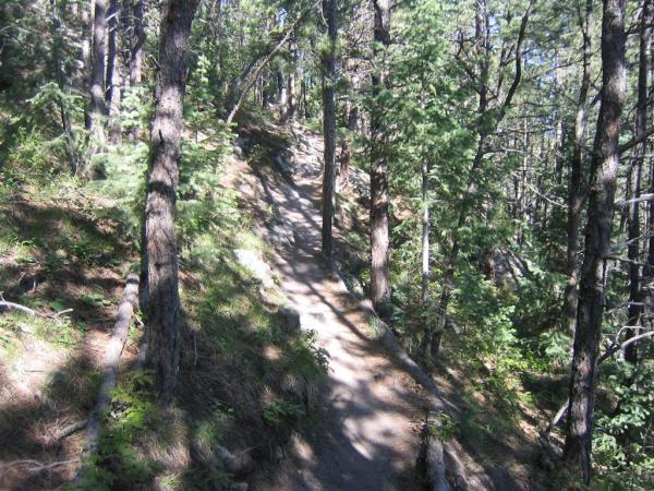 A winding dirt trail surrounded by tall trees and dense foliage, leading up a hillside in a forested area. Sunlight filters through the branches, casting soft shadows on the ground. Spruce Mountain Trail Upper Loop mountain bike trail.