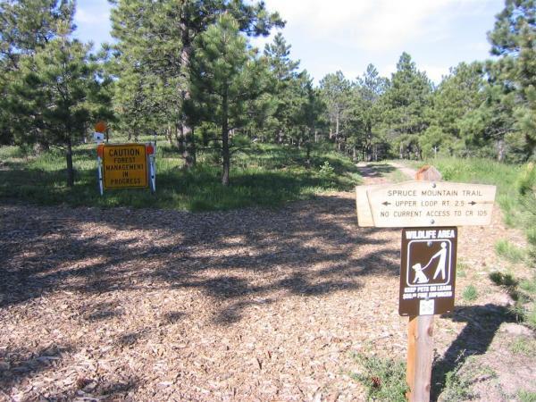 A wooded area featuring two trail signs: one labeled "Spruce Mountain Trail" indicating the upper loop and current access limitations, and another warning of wildlife presence with a caution notice about ongoing management work. The path is surrounded by pine trees and covered with wood chips. Spruce Mountain Trail Upper Loop mountain bike trail.