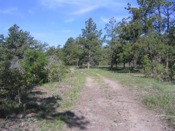 A dirt path winding through a green forest, surrounded by tall pine trees and shrubs under a clear blue sky. The scene conveys a peaceful and natural outdoor setting. Spruce Mountain Trail Upper Loop mountain bike trail.