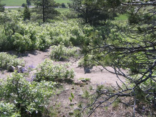 A scenic view of a natural landscape featuring green bushes and wildflowers, surrounded by trees and open fields in the background. The image captures the tranquility of a sunny day in nature. Spruce Mountain Trail Upper Loop mountain bike trail.