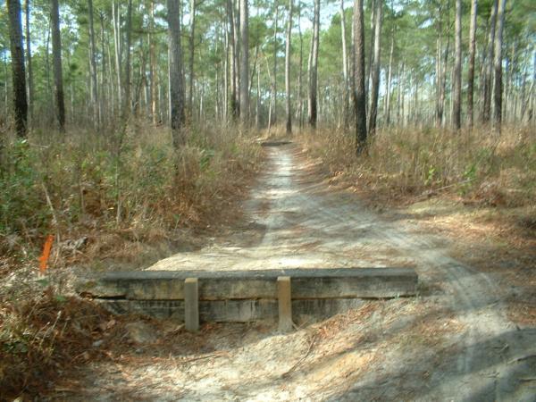 A dirt trail through a dense forest, with tall pine trees on either side and patches of brown underbrush. A wooden barrier is placed across the trail in the foreground, suggesting a restriction to further passage. The scene is bright and natural, indicating a sunny day. Marrington Trail mountain bike trail.