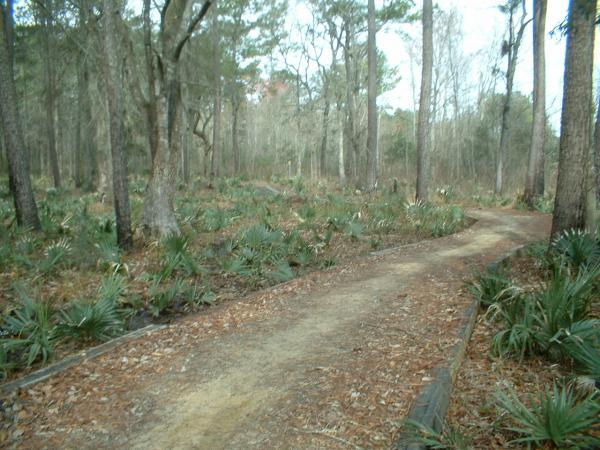 A winding dirt path meanders through a forested area, surrounded by tall trees and clusters of green plants. The ground is covered with fallen leaves, and the atmosphere appears calm and tranquil, suggesting a peaceful outdoor setting. Marrington Trail mountain bike trail.