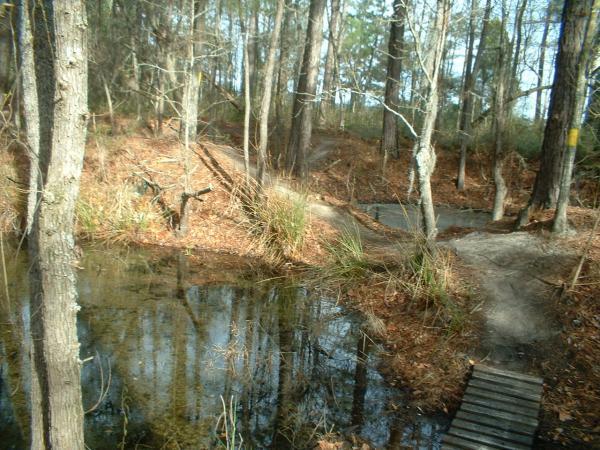 A serene wooded landscape featuring tall trees, a small pond reflecting the surroundings, and a narrow wooden bridge crossing over to a path. The ground is covered with brown leaves, and tall grasses peek through the underbrush, creating a tranquil natural scene. Marrington Trail mountain bike trail.