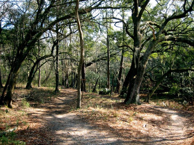 A serene wooded path diverging into two trails, surrounded by tall trees with vibrant green leaves and dappled sunlight filtering through the branches. The ground is covered in brown leaves and soft earth, creating a tranquil and inviting atmosphere in nature. Marrington Trail mountain bike trail.