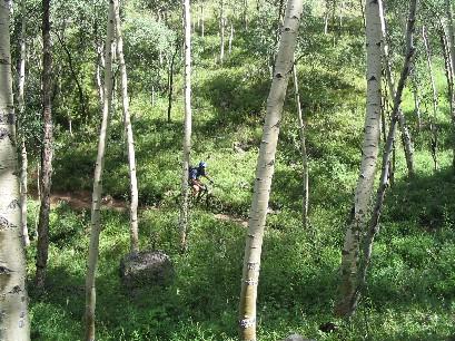 A person riding a mountain bike along a narrow dirt trail surrounded by tall, slender trees and lush greenery in a forested area. Doctor Park mountain bike trail.