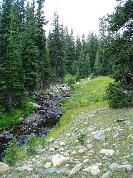 A serene landscape featuring a gentle stream meandering through a forest of tall evergreen trees. The bank is lined with smooth stones and patches of green grass, with vibrant wildflowers scattered throughout. The sky is partly cloudy, creating a peaceful, natural setting. Trail Creek mountain bike trail.