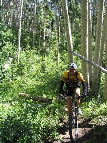 A mountain biker rides along a narrow trail through a lush green forest, surrounded by tall aspen trees. The biker wears a yellow jersey and a helmet, navigating the vibrant, natural landscape. Sunlight filters through the leaves, casting dappled shadows on the ground. Dyke mountain bike trail.