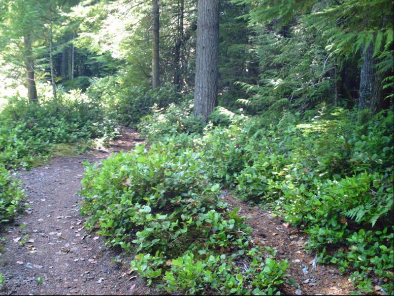 A sunlit forest path meanders through lush greenery, featuring tall trees and dense underbrush. The path, partially covered with leaves and dirt, leads deeper into the serene woodland. Skookum Flats mountain bike trail.