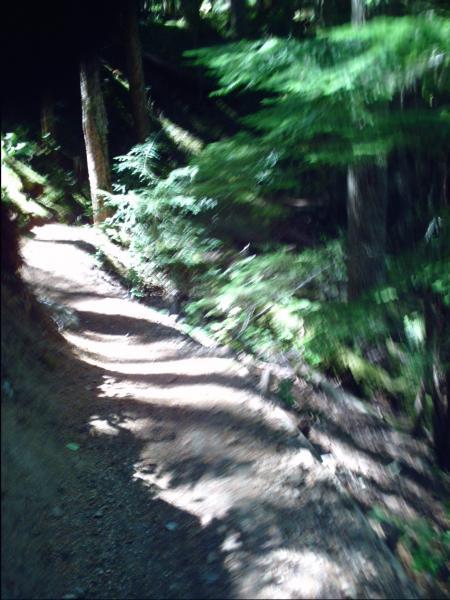 Blurred image of a forest trail surrounded by greenery, featuring sun-dappled light casting shadows on the path. The trail is winding through tall trees, suggesting a tranquil outdoor setting. Skookum Flats mountain bike trail.