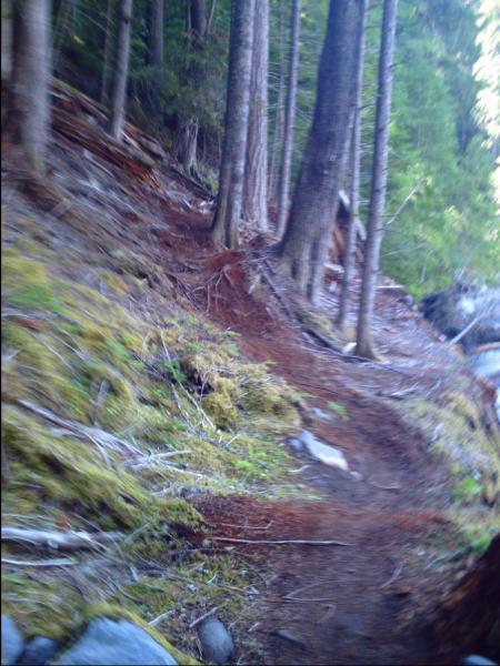 A blurred image of a winding forest trail surrounded by tall trees and lush greenery, with pine needles and moss on the ground, suggesting a natural outdoor setting. Skookum Flats mountain bike trail.