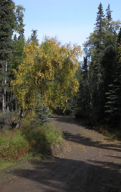 A scenic view of a dirt path winding through a forest with tall trees, featuring a prominent yellow-leaved tree on the left and lush greenery surrounding the area. The sky is clear, suggesting a bright and sunny day. Tsalteshi mountain bike trail.