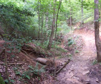A wooded trail in a forest setting, with trees and lush greenery lining the path, a fallen log across a small stream, and earthy, rocky terrain. Overmountain Victory Trail mountain bike trail.
