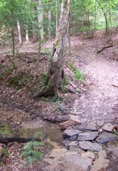 A wooded trail featuring a weathered tree on the left and a rocky stream crossing. The ground is covered with fallen leaves, and the path winds through a lush green forest. Overmountain Victory Trail mountain bike trail.