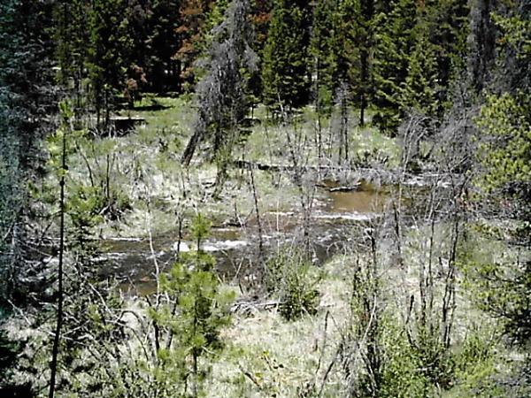 A serene view of a forested landscape featuring a winding stream. The scene includes patches of green grass, scattered trees, and some dry branches, with lush greenery surrounding the waterway. Sunlight filters through the trees, creating a peaceful and natural atmosphere. Northwest Passage / Tipperary / Spruce Creek / Flume mountain bike trail.
