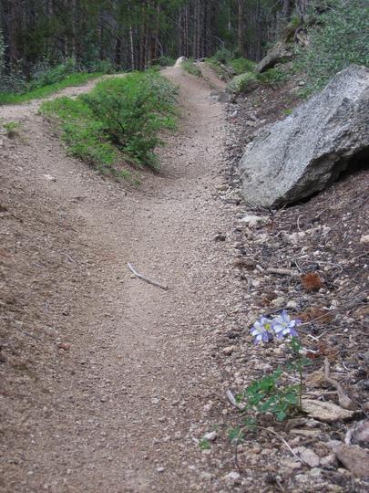 A winding dirt path surrounded by greenery and rocky terrain, featuring a small purple flower blooming at the edge of the trail. Flume Loop mountain bike trail.