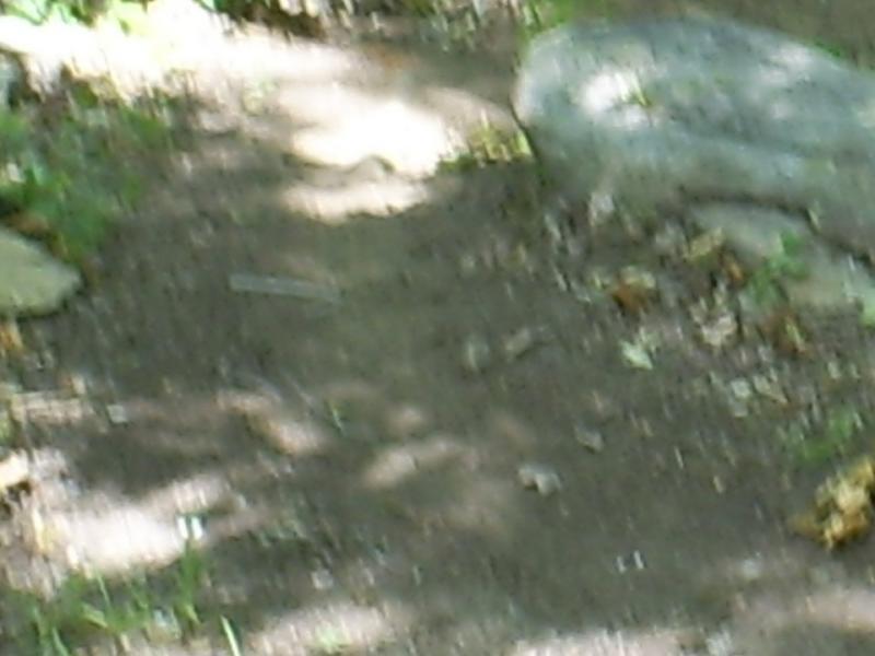 A blurred image of a dirt path surrounded by greenery and rocks, with patches of sunlight filtering through the trees. Flat Rock Park mountain bike trail.
